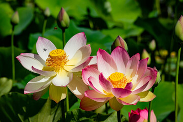 Close up shot of Lotus flower blossom