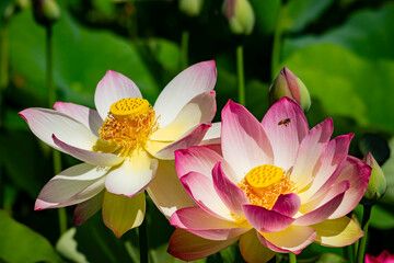 Close up shot of Lotus flower blossom