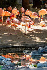 Obraz premium Close up shot of many Flamingo