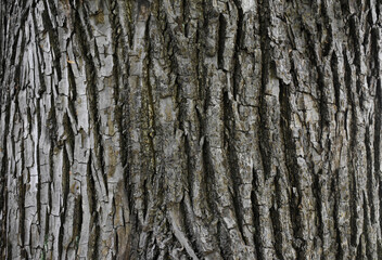 Obraz premium oak bark, tree texture