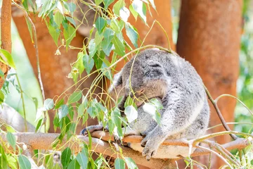 Fotobehang Close up shot of Sleepy koala lying on the tree © Kit Leong
