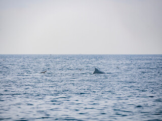Fototapeta premium Close up shot of Humpback Whale back