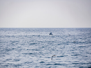 Naklejka premium Close up shot of Humpback Whale back