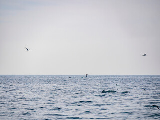 Fototapeta na wymiar Close up shot of Humpback Whale back