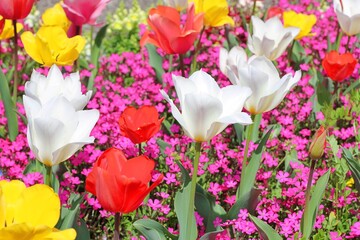 A scene of tulips blooming in full bloom