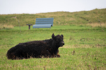 cow at helgoland