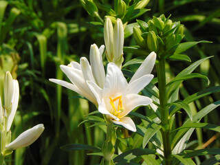 Fototapeta premium Formosan lily in the summer
