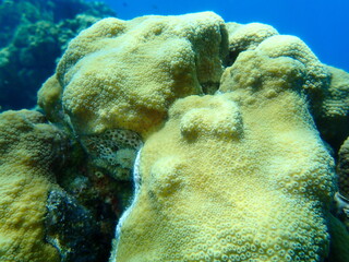 Mountainous star coral (Orbicella faveolata) undersea, Caribbean Sea, Cuba, Playa Cueva de los peces