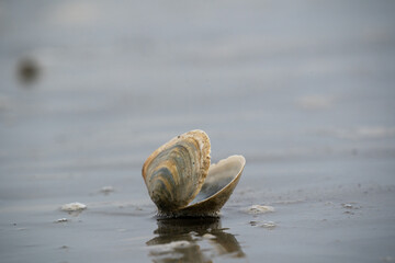 shell at northsea