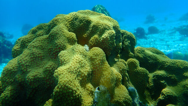 Mountainous star coral (Orbicella faveolata) undersea, Caribbean Sea, Cuba, Playa Cueva de los peces