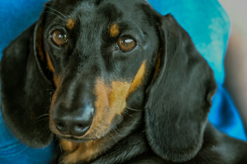 Sad face of a dog of the breed dachshund of brown and black color