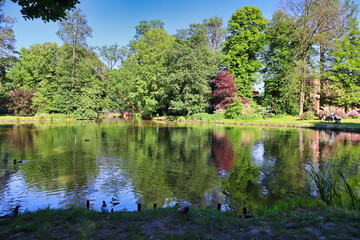 trees reflecting in the lake water