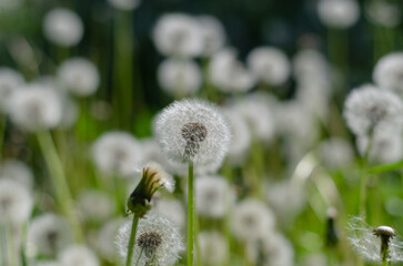 Horizontal background with fluffy dandelions