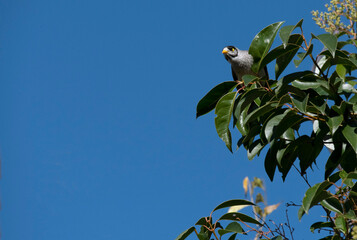 Australian Noisy Minor (Manorina melanocephala)