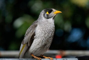 Australian Noisy Minor (Manorina melanocephala)