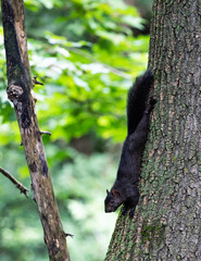 Black Squirrel