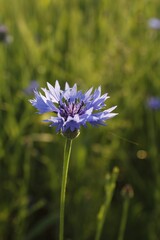 blue flowers in the garden