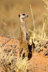 Fototapeta premium Meerkat or Suricate sentry in the Kgalagadi