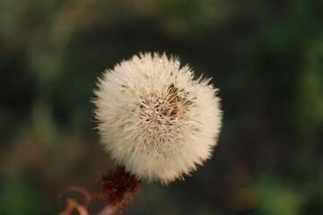 seed head