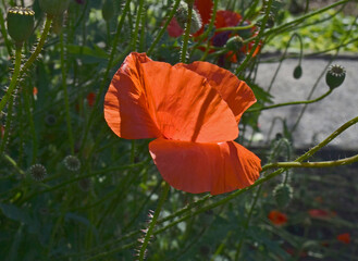 red poppy blooming in meadow close up