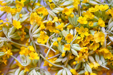 Drying flowers for tea at home. Primula veris or common cowslip.