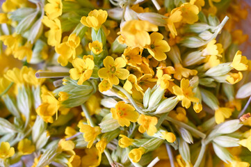 Drying flowers for tea at home. Primula veris or common cowslip.