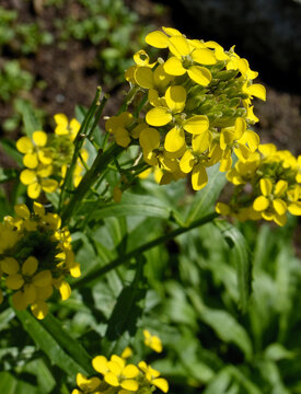 yellow flowers tetrapetalous of Diplotaxis muralis plant