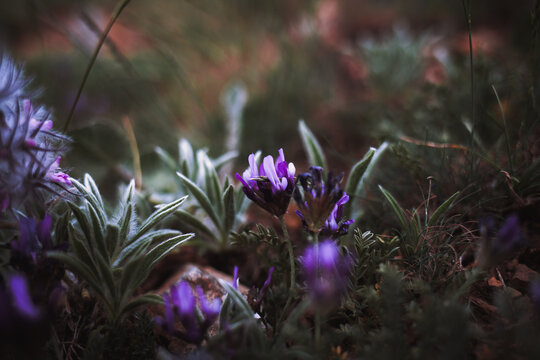 The purple wild flowers with moody tones.