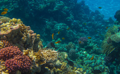Naklejka na ściany i meble Living Reef with incredibly beautiful corals and fish in the Red Sea in Sharm El Sheikh.