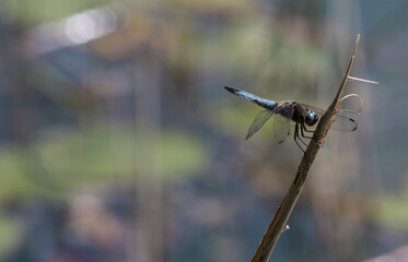 dragonfly on a branch