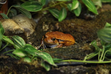False tomato frog, Dyscophus guineti. When threatened, the tomato frog inflates its body. The wild nature of Madagascar. High quality photo
