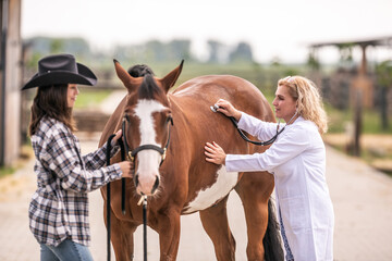 Vet checking the horse's health during a visit on a farm