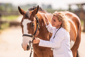 Vet gets to know the horse and befriends it before the medical check