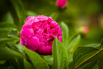 Obraz na płótnie Canvas Kwiat piwonii po wiosennym deszczu
