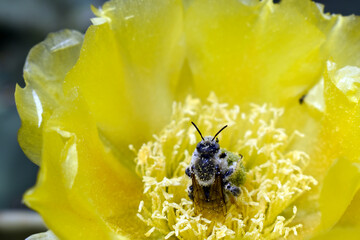 bee on yellow flower