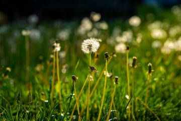 White fluffy dandelions in sunset. Dandelions field wallpaper.