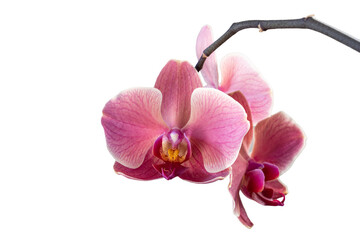 Pink red and white orchid closeup isolated on white background as postcard with copy space for text...