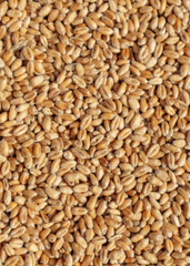 Wheat grains texture, top view. Closeup of harvest of ripe golden wheat.