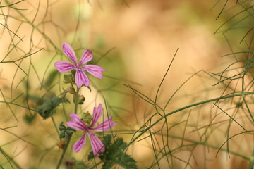 purple flowers in close-up