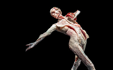Model of a Human for studying the anatomy of muscles.