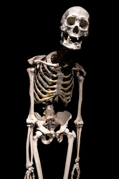 Human skeleton on a black background isolated.
