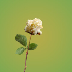 Rose popcorn  flower with clipping path, side view. Beautiful single popcorn rose flower on stem with leaves isolated on light green background. Summer creative concept