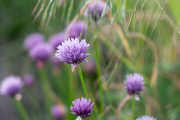 Garden Herb Chives Blossoms in Spring