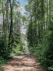 Fototapeta premium path in the woods