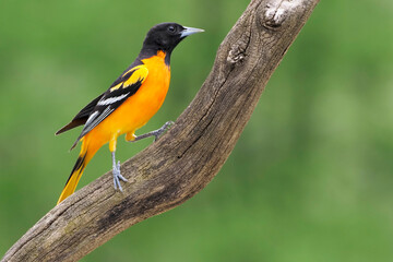 Obraz premium Male Northern (Baltimore Oriole) (Icterus galbula) perched on a tree branch in front of a green background.