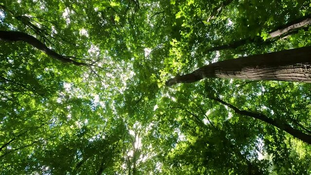 Bottom up view of large green trees with sun shines through the leaves 4k