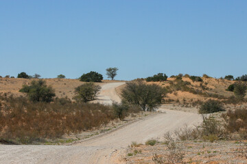 Open, dirt road in the Kgalagadi