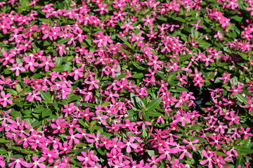 Pink flowers