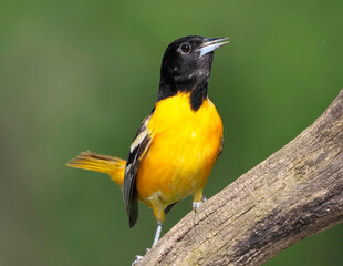 Male Northern (Baltimore Oriole) (Icterus galbula)  perched on a tree branch in front of a green background.