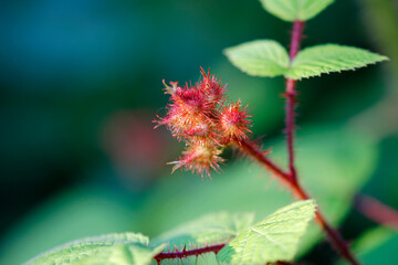 Japanese grape berry